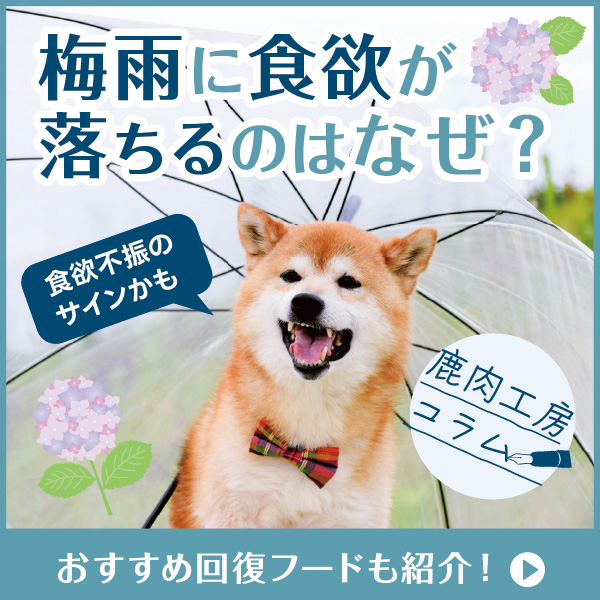 梅雨にわんちゃんの食欲が落ちるのはなぜ？