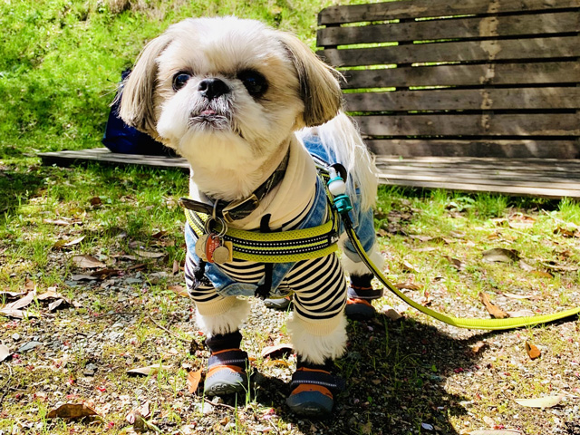 犬用シューズを履くわんちゃん