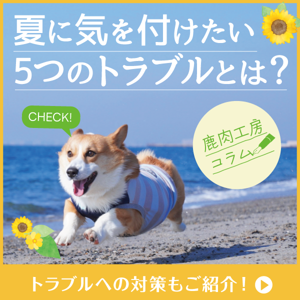 鹿肉工房column 夏に気をつけたい！わんちゃんに多い“5つのトラブル”と対策