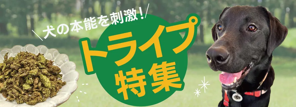 ¥È¥é¥¤¥×ÆÃ½¸